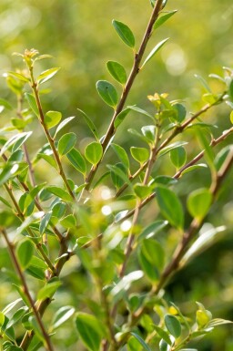 Houx crénelé Ilex crenata 'Stokes' Pot Ilex crenata 'Stokes'