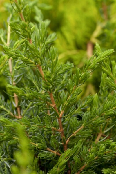 Juniperus communis 'Repanda' arbuste 30-35 cm C3