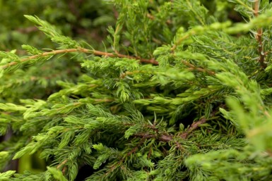 Juniperus communis 'Repanda' arbuste 30-35 cm C3
