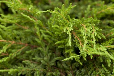 Juniperus communis 'Repanda' arbuste 30-35 cm C3