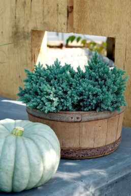 Genévrier écailleux Juniperus squamata 'Blue Star' Pot Juniperus squamata 'Blue Star'