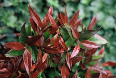 Leucothoe Leucothoe 'Zeblid' arbuste 25-30 C2 Leucothoe 'Zeblid' arbuste 25-30 cm