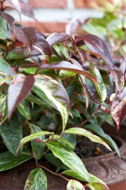 Leucothoë de Desfontaines Leucothoe fontanesiana 'Rainbow' Pot Leucothoe fontanesiana 'Rainbow' arbuste