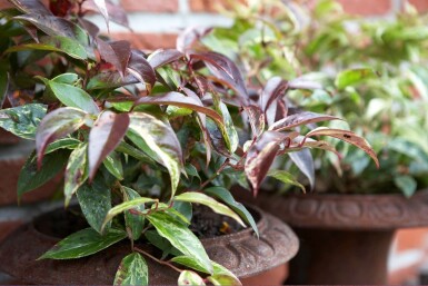 Leucothoë de Desfontaines Leucothoe fontanesiana 'Rainbow' Pot Leucothoe fontanesiana 'Rainbow' arbuste