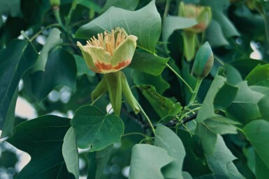 Tulipier de Virginie Liriodendron tulipifera Pot Liriodendron tulipifera arbuste