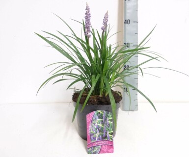 Liriope muscari Liriope muscari 'Moneymaker' Pot Liriope muscari 'Moneymaker'