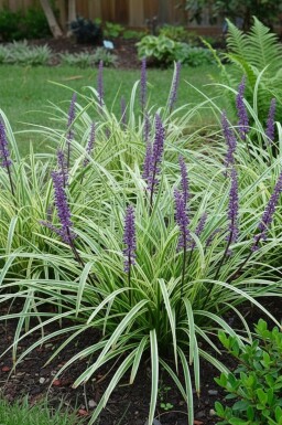 Liriope muscari Liriope muscari 'Silvery Sunproof' Pot Liriope muscari 'Silvery Sunproof'
