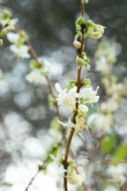 Chèvrefeuille très parfumé Lonicera fragrantissima Pot Lonicera fragrantissima