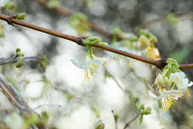 Chèvrefeuille très parfumé Lonicera fragrantissima Pot Lonicera fragrantissima