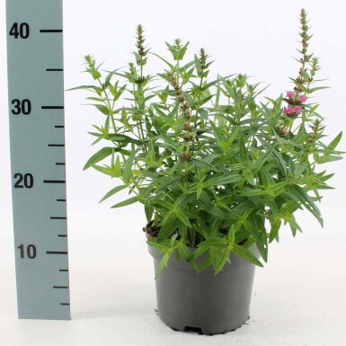 Salicaire commune Lythrum salicaria 'Robert' Pot Lythrum salicaria 'Robert'