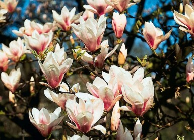 Magnolia de Soulange-bodin Magnolia × soulangeana Pot Magnolia × soulangeana