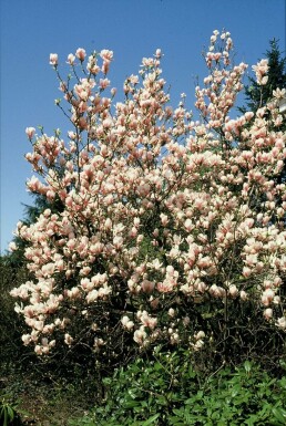 Magnolia de Soulange-bodin Magnolia soulangeana arbuste 50-80 C5 Magnolia soulangeana arbuste 50-80 cm