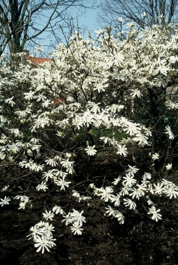 Magnolia étoilé Magnolia stellata Pot Magnolia stellata