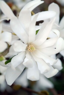 Magnolia étoilé Magnolia stellata Pot Magnolia stellata