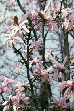 Magnolia étoilé Magnolia stellata 'Rosea' Pot Magnolia stellata 'Rosea'