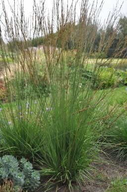 Molinie bleue Molinia caerulea 'Heidebraut' Pot Molinia caerulea 'Heidebraut'