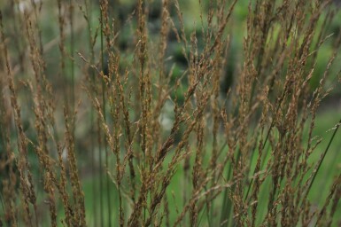 Molinie bleue Molinia caerulea 'Heidebraut' Pot Molinia caerulea 'Heidebraut'
