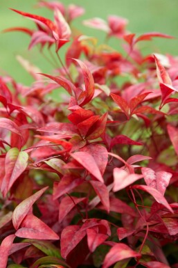 Nandine domestique Nandina domestica 'Firepower' Pot Nandina domestica 'Firepower'