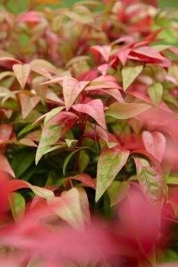 Nandine domestique Nandina domestica 'Firepower' Pot Nandina domestica 'Firepower'