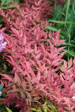 Nandine domestique Nandina domestica 'Obsessed' Pot Nandina domestica 'Obsessed'