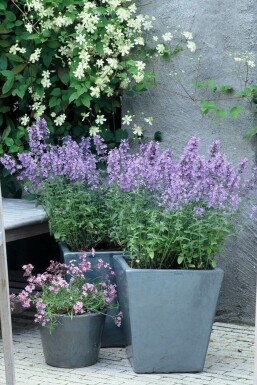 Népéta de Faassen Nepeta × faassenii 'Walker's Low' Pot Nepeta × faassenii 'Walker's Low'