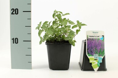Népéta de Faassen Nepeta × faassenii 'Walker's Low' Pot Nepeta × faassenii 'Walker's Low'