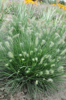 Cenchrus faux vulpin Pennisetum alopecuroides 'Little Bunny' Pot Pennisetum alopecuroides 'Little Bunny'