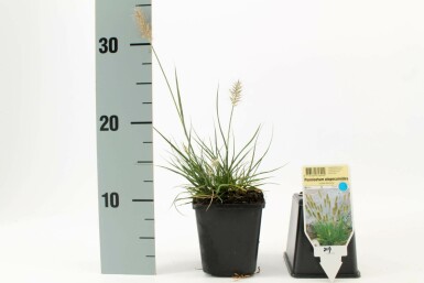 Cenchrus faux vulpin Pennisetum alopecuroides 'Little Bunny' Pot Pennisetum alopecuroides 'Little Bunny'