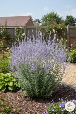 Perovskia atriplicifolia 'Blue Spire'