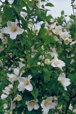 Seringat Philadelphus 'Belle Etoile' Pot Philadelphus 'Belle Etoile' arbuste