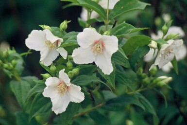 Seringat Philadelphus 'Belle Etoile' Pot Philadelphus 'Belle Etoile' arbuste