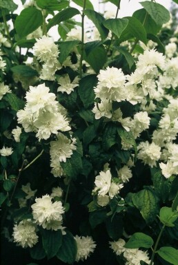 Seringat Philadelphus 'Virginal' Pot Philadelphus 'Virginal'