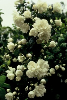 Seringat Philadelphus 'Virginal' Pot Philadelphus 'Virginal'