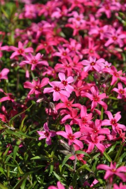 Phlox subulé Phlox subulata 'Atropurpurea' Pot Phlox subulata 'Atropurpurea'