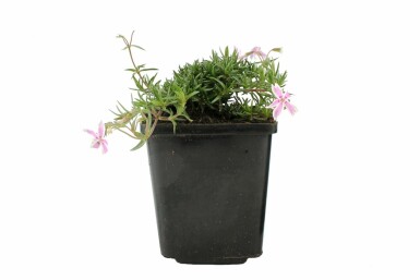 Phlox subulé Phlox subulata 'Candy Stripes' Pot Phlox subulata 'Candy Stripes'