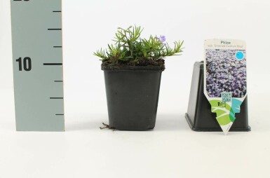Phlox subulé Phlox subulata 'Emerald Cushion Blue' Pot Phlox subulata 'Emerald Cushion Blue'