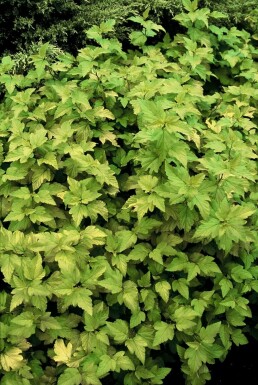 Physocarpe à feuilles d'obier Physocarpus opulifolius 'Dart's Gold' Pot Physocarpus opulifolius 'Dart's Gold'