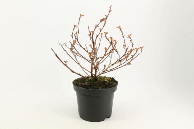 Physocarpe à feuilles d'obier Physocarpus opulifolius 'Diabolo' Pot Physocarpus opulifolius 'Diabolo' arbuste