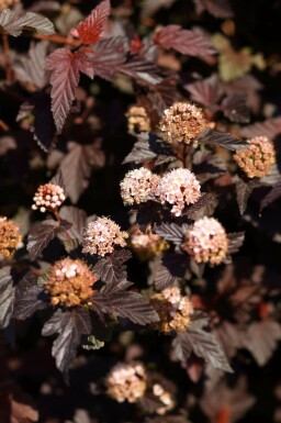 Physocarpe à feuilles d'obier Physocarpus opulifolius 'Lady in Red' Pot Physocarpus opulifolius 'Lady in Red' arbuste