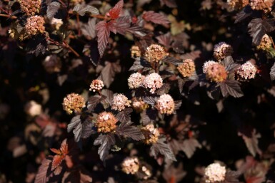 Physocarpe à feuilles d'obier Physocarpus opulifolius 'Lady in Red' Pot Physocarpus opulifolius 'Lady in Red' arbuste