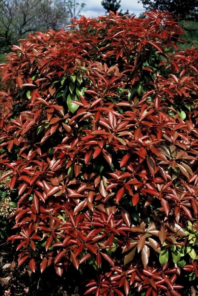 Pieris japonica 'Mountain Fire' arbuste 30-35 cm