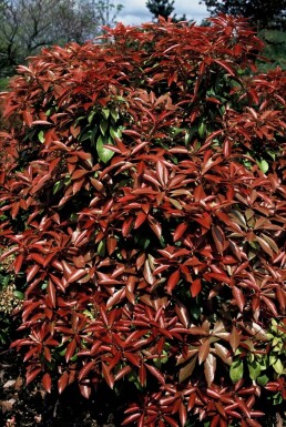 Pieris japonica 'Mountain Fire' arbuste 30-35 cm