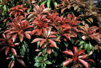 Pieris japonica 'Mountain Fire' arbuste 30-35 cm