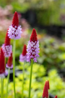 Primevère du père vial Primula vialii Pot Primula vialii