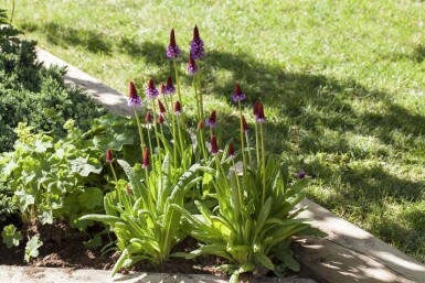 Primevère du père vial Primula vialii Pot Primula vialii