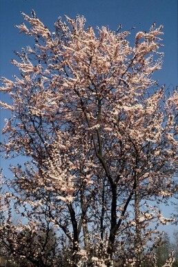 Prunier à feuilles pourpres Prunus cerasifera 'Nigra' Pot Prunus cerasifera 'Nigra' arbuste
