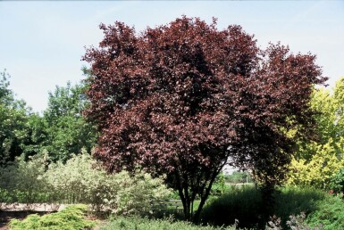 Prunier à feuilles pourpres Prunus cerasifera 'Nigra' Pot Prunus cerasifera 'Nigra' arbuste