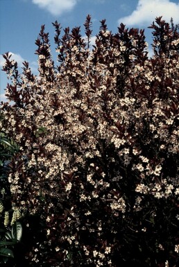 Cerisier des sables à feuilles pourpres Prunus × cistena Pot Prunus × cistena
