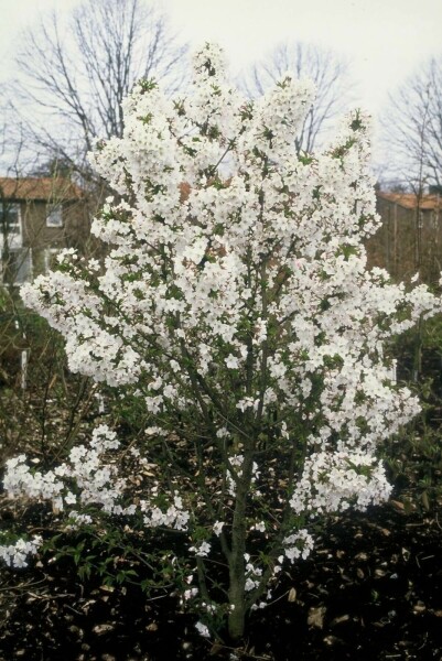 prunier Prunus nipponica 'Brillant' arbuste 60-70 C12 Prunus nipponica 'Brillant' arbuste 60-70 cm