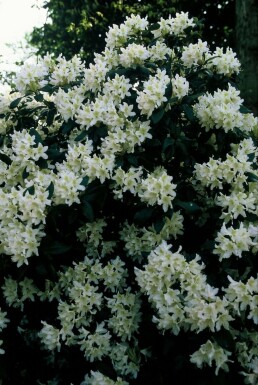 Rhododendron 'Cunningham's White' C5 40-50